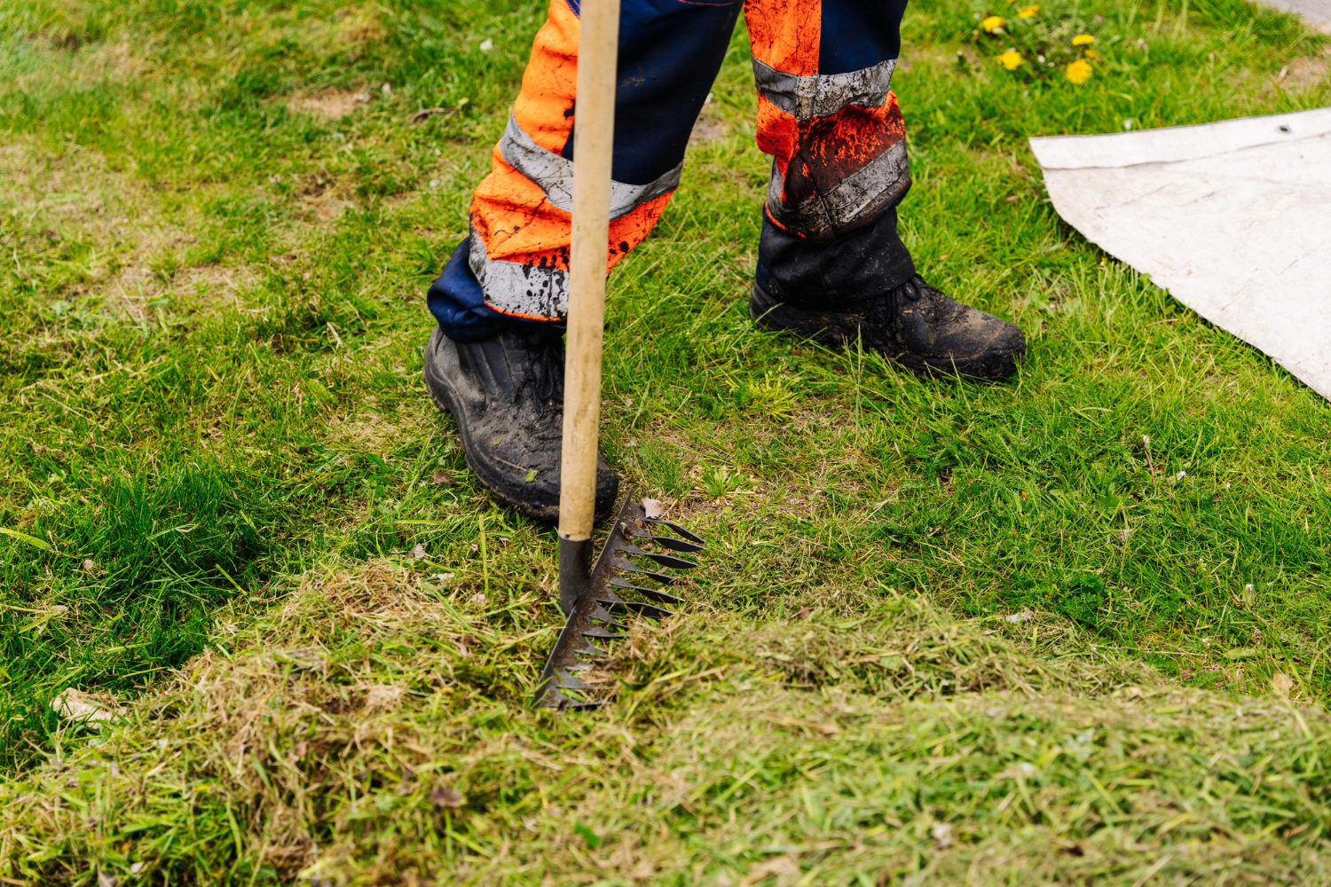 Rasen wild gewachsen vor Service
